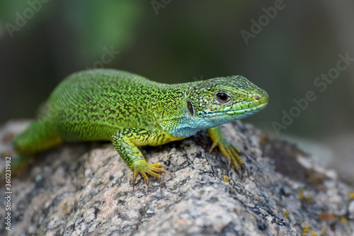 A green lizard crawls on a stone. Photo of a Lacerta viridis close up.