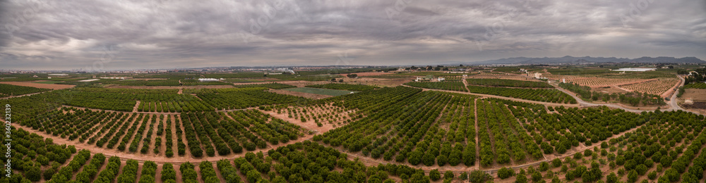 Aerial view panorama of orange fields in Valencia