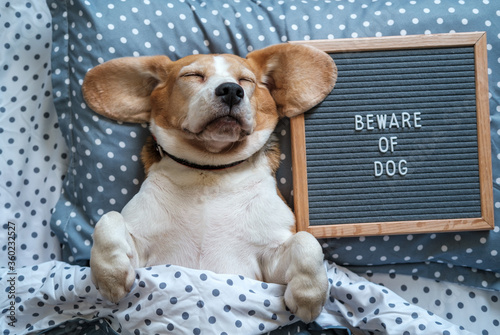 a funny dog of the Beagle breed sleeps on a pillow next to a felt Board with the inscription in English beware of the dog photo