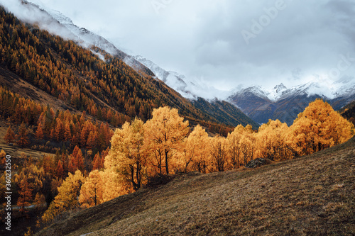 autumn landscape in the mountains with many yellow birches and larches, Lötschental, Switzerland