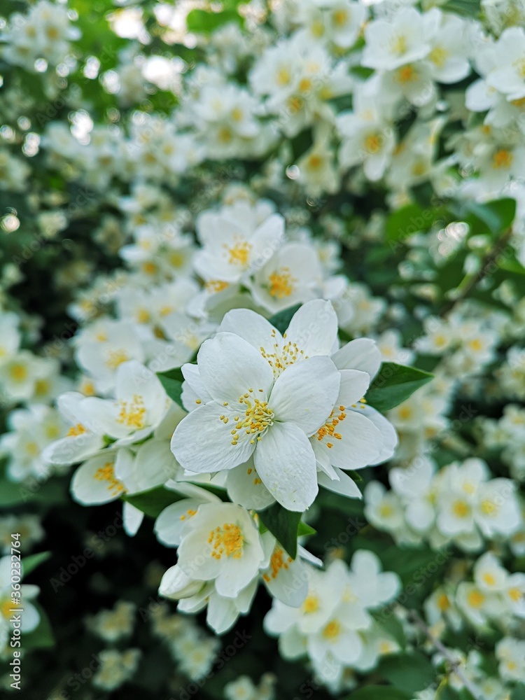 White Jasmine flowers 