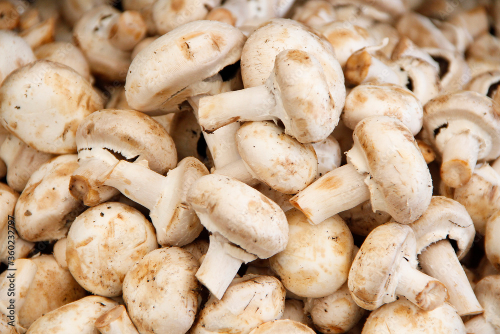 Fresh white mushroom in the grocery stock Fresh white mushroom in the grocery stock