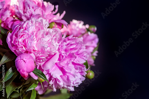 A bouquet of pink peonies. Dark background. Place the text next to a bouquet of pink peonies.