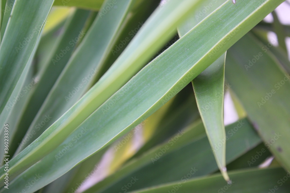 Fototapeta premium macro palmtree leaf