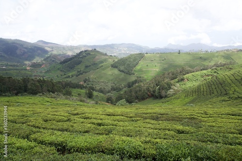 Nature with landscape and tea garden 