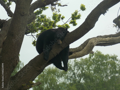 Brown Bear in a Tree