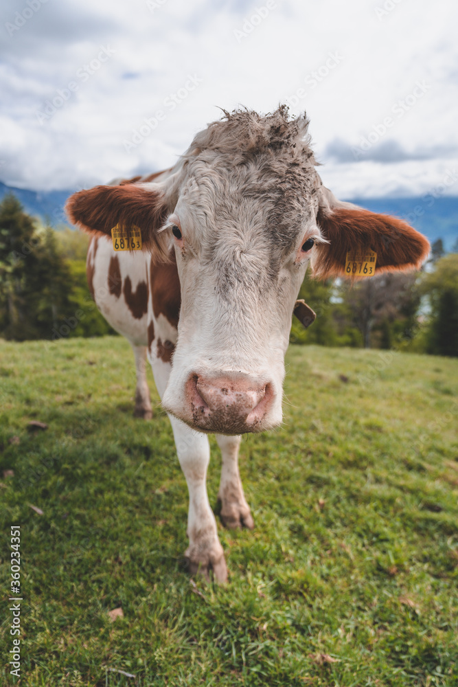 cow on a alpine meadow in the Swiss alps, Switzerland