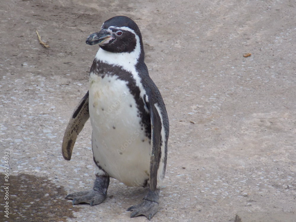 Fototapeta premium penguin on the rocks