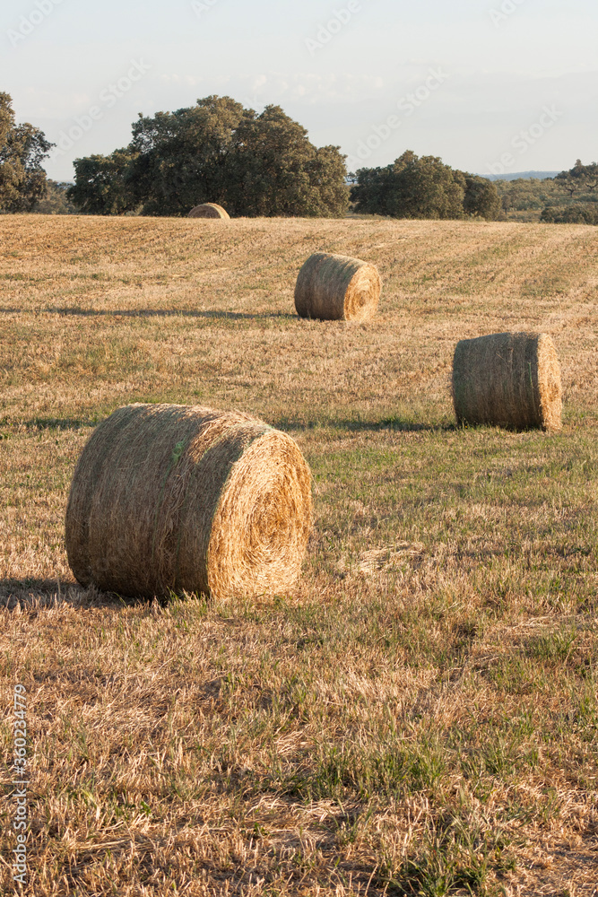 Hay bale drying in the field at harvest time.