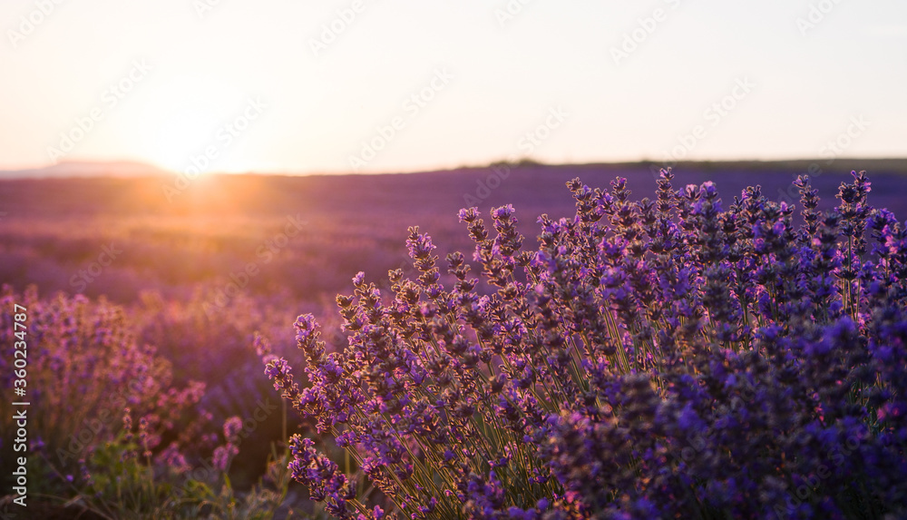 Naklejka premium Amazing sunset over a field of blooming lavender. The sun sets on the horizon. Clear bright sky and lavender flowers in the light of warm sunshine, Russia.