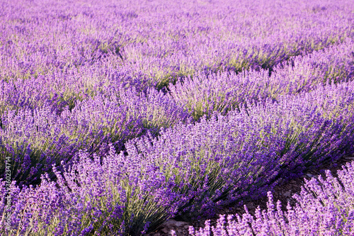 Blooming purple lavender  colorful summer background. Field of lilac fragrant lavender on a clear sunny day. Close-up