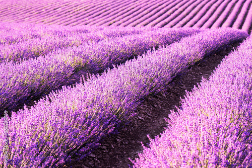 Endless rows of fragrant blooming lavender. Lavender fields of lavender flowers. Image for agriculture, perfumes, cosmetics SPA, medical industry and various promotional materials.