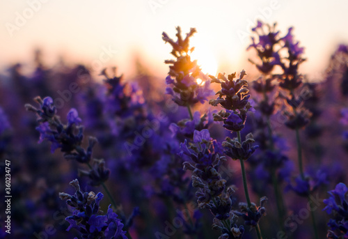 Purple lavender flowers in the evening at sunset. Beautiful bright floral background. Fragrant lavender in the rays of the setting sun, close-up.