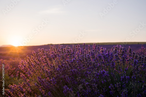 Wonderful blooming lavender sunset over a field. The sun sets on the horizon. Clear bright sky and lavender flowers in the light of warm sunshine, Russia.