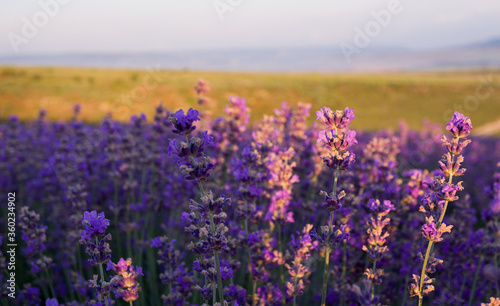 Violet bushes of lavender close-up at sunset. Blooming fragrant lavender flowers  aromatherapy. Lilac lavender fields in Russia.