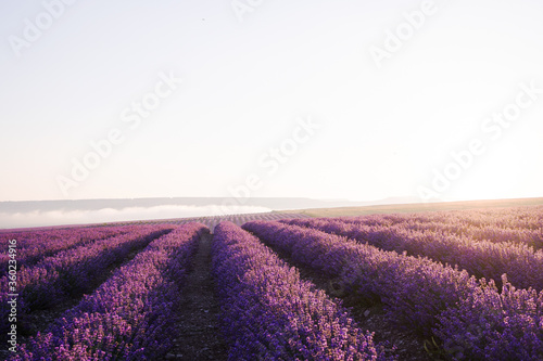 Boundless fields of fragrant blooming lavender in the sunlight. Clear bright sky over the lavender field. Smooth rows of lilac lavender flowers stretch to the horizon  Russia.