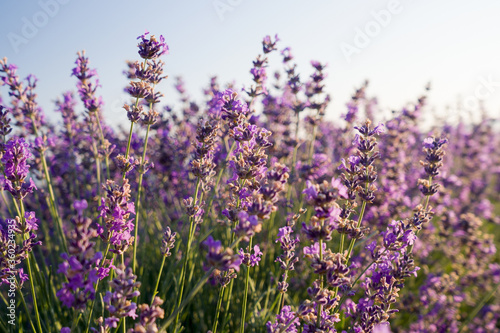 Purple lavender flowers on a blue clear sky background. Blooming lavender in the sunlight. Beautiful summer day. Close-up  selective focus.