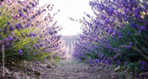 A path between flowering lavender bushes. Amazing natural landscape. Beautiful landscape with lines of a flowering lavender meadow on a sunny day in Russia.