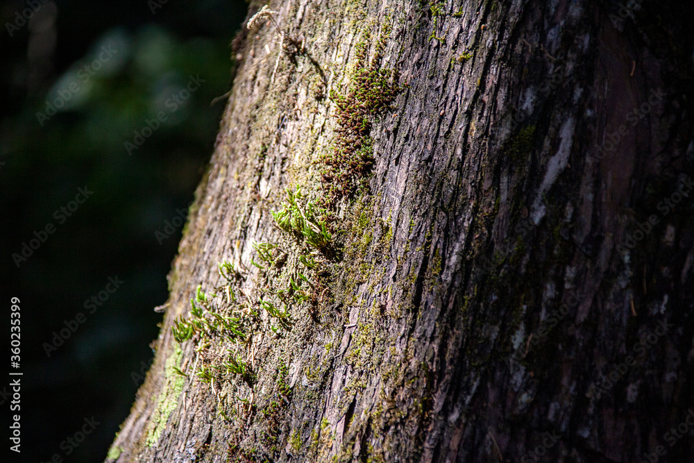 Obraz premium Moss grows on a tree trunk in the forest.