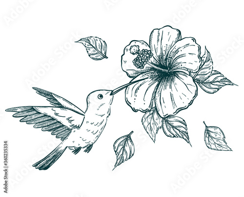 hand drawn sketch illustration of a hummingbird or colibri and tropical hibiscus flower photo