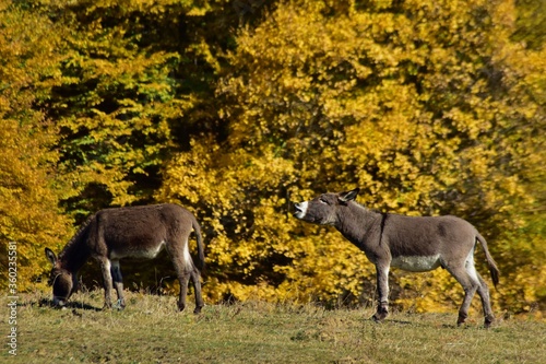 donkey in the meadow at sunset