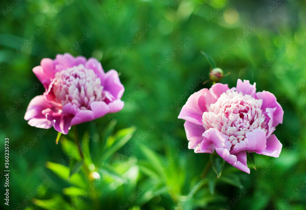 Pink peony flowers on a natural green backdrop. Spring summer flower background with copy space. Soft focus Pink peony flowers on a natural green backdrop. Spring summer flower background with copy space. Soft focus