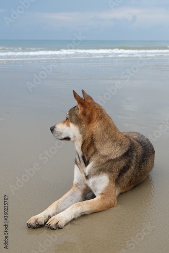 Dogs sit and relax on the beach in the morning during the rainy season.