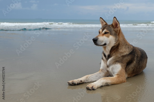 Dogs sit and relax on the beach in the morning during the rainy season.