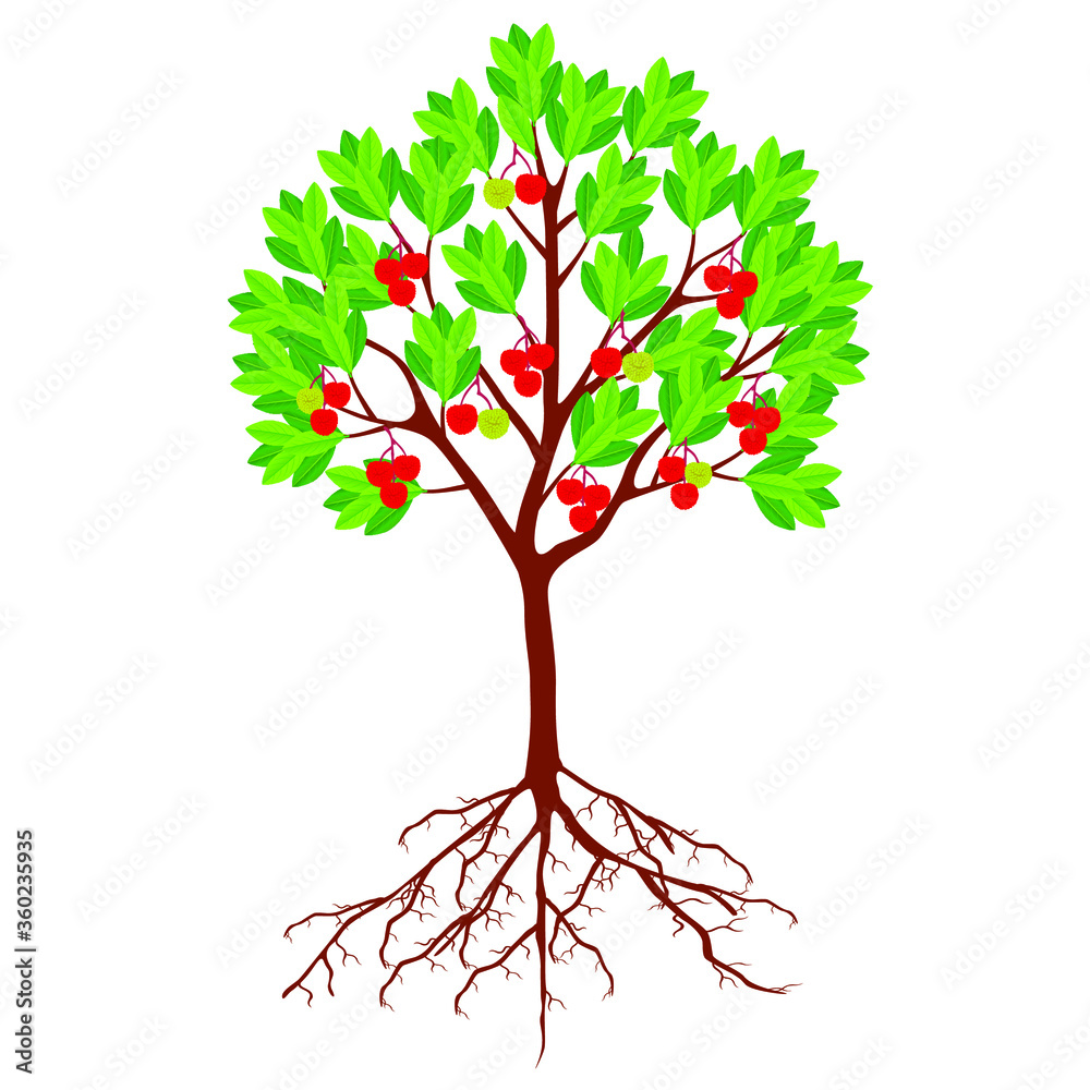 Naklejka premium Strawberry arbutus tree with berries and roots on a white background.
