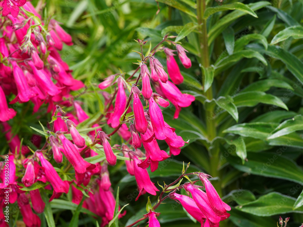 Penstemon hybride | Penstémon 'Andenken an Friedrich Hahn'. Elégantes petites fleurs tubulaires rouge vin pourprée au feuillage étroit touffu vert clair en forme de lance Penstemon hybride | Penstémon 'Andenken an Friedrich Hahn'. Elégantes petites fleurs tubulaires rouge vin pourprée au feuillage étroit touffu vert clair en forme de lance