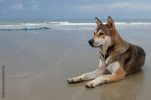 Dogs sit and relax on the beach in the morning during the rainy season.
