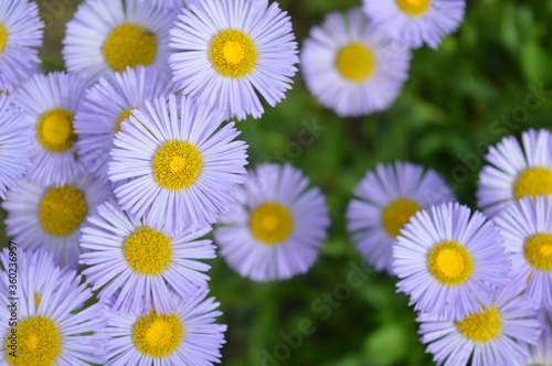 Purple flowers in the garden Daisy flowers.