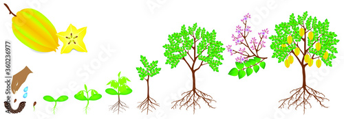 Cycle of growth of carambola plant on a white background.
