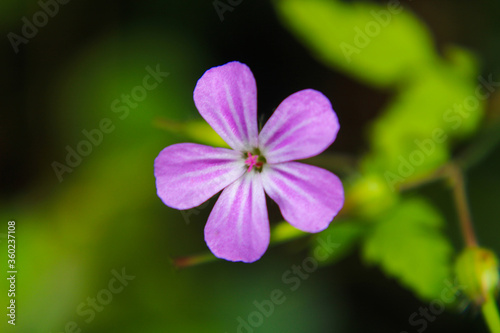 close up of a purple flower © DIMITAR