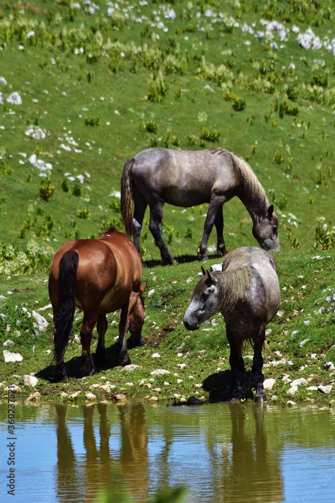 horse drinking water from the lake in top of the mountain in spring season horse drinking water from the lake in top of the mountain in spring season