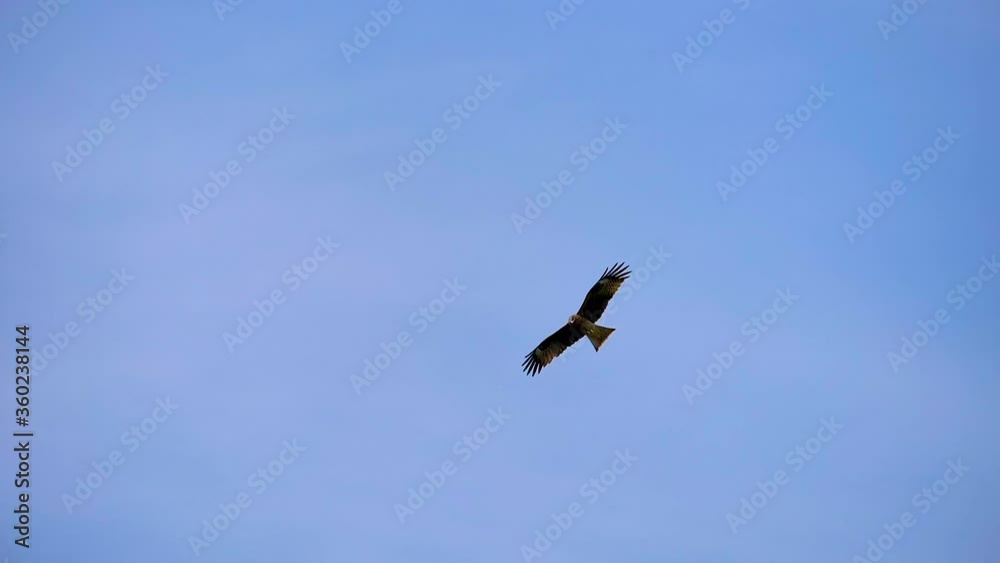 27534_Two_flying_birds_in_the_blue_sky_spreading_their_wings.mov 27534_Two_flying_birds_in_the_blue_sky_spreading_their_wings.mov