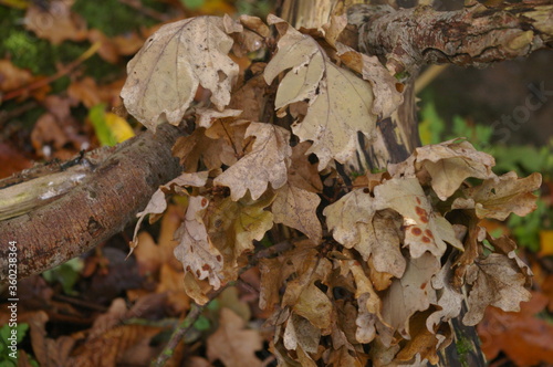 Dead leaves on a tree