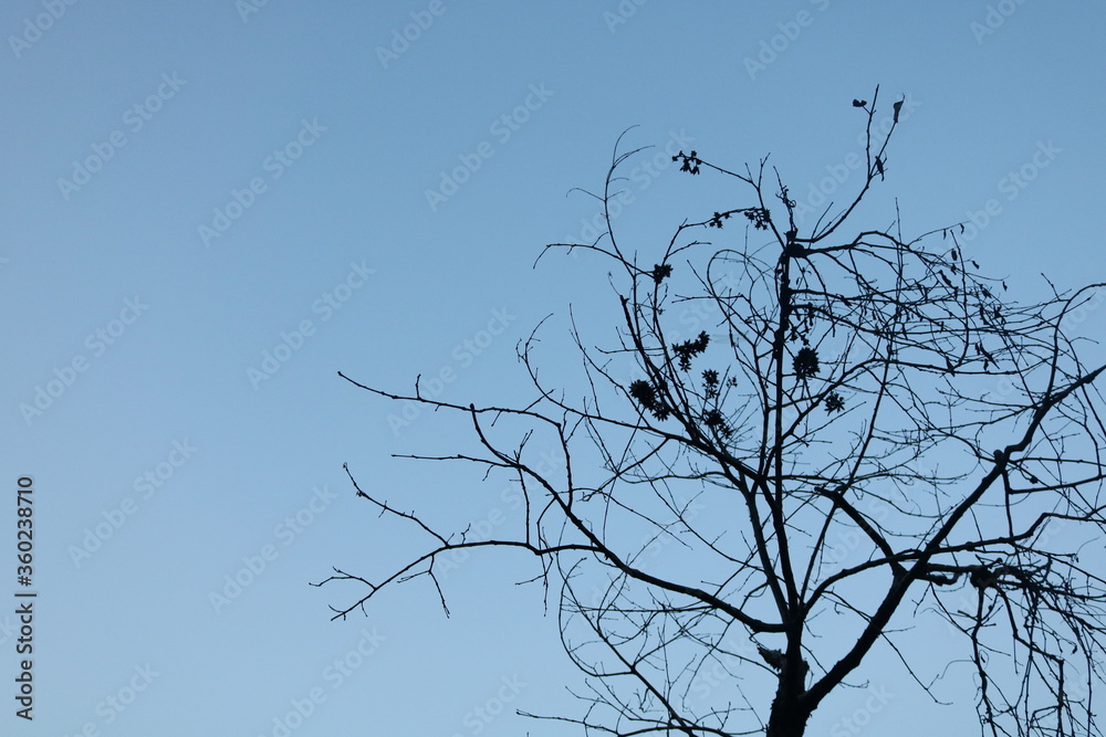 tree branches against blue sky tree branches against blue sky