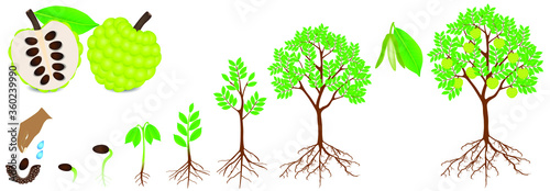 Cycle of growth of sugar apple plant on a white background.