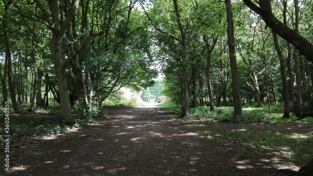 Path through the forest Path through the forest