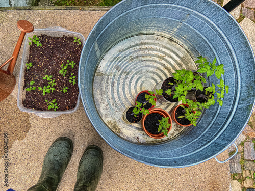 Canvas-taulu Getting ready to plant a victory garden Grappoli d'Inverno tomato plants and sirius blue sage seedlings harden off outdoors mobile photography selfie with garden boots