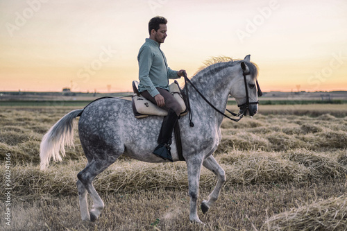 Horseback rider walking sideways in the field on a straw stubble. Horse riding.