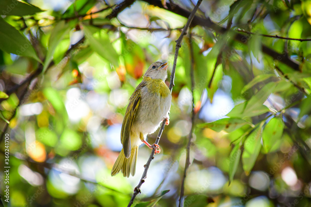 Obraz premium Granito de Oro - Saffron Finch