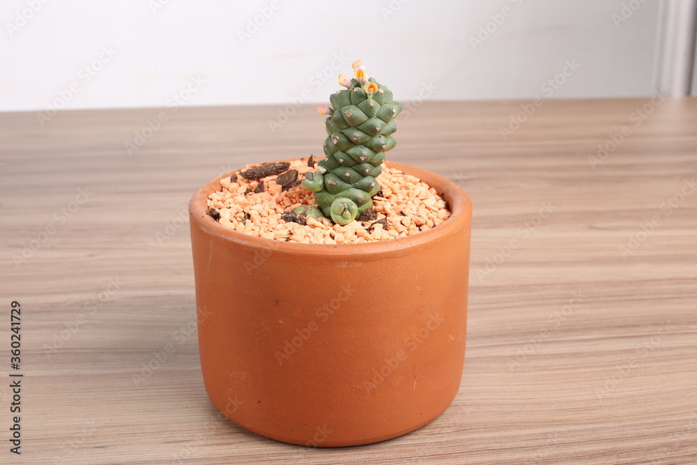 Suculents in pot Suculents in pot