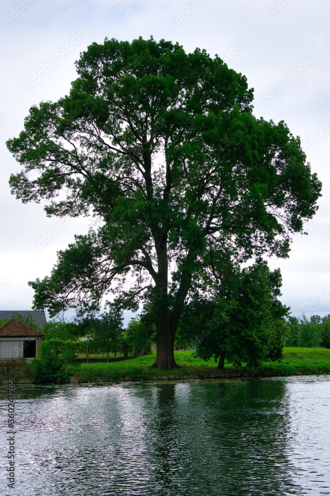 Fototapeta premium Old tree near the river