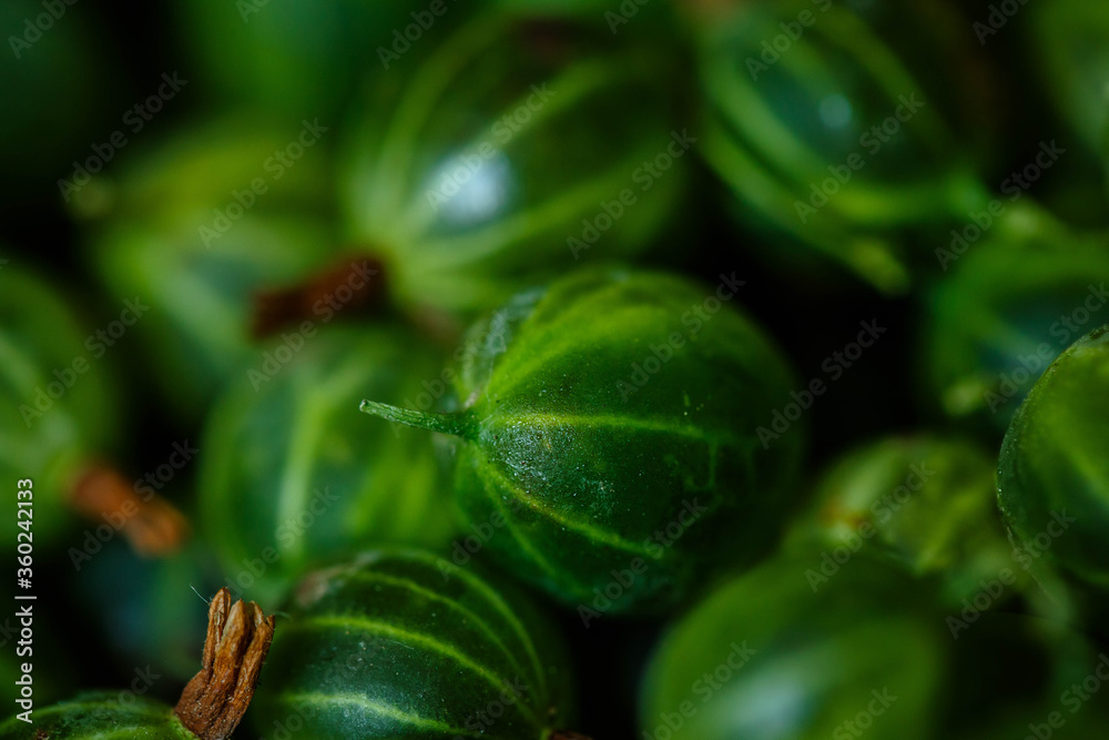 Freshly picked harvest of green gooseberries Freshly picked harvest of green gooseberries