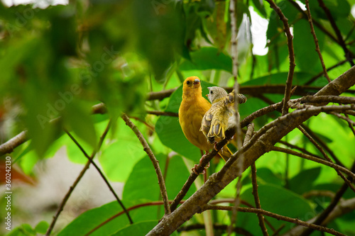 Granito de Oro - Saffron Finch