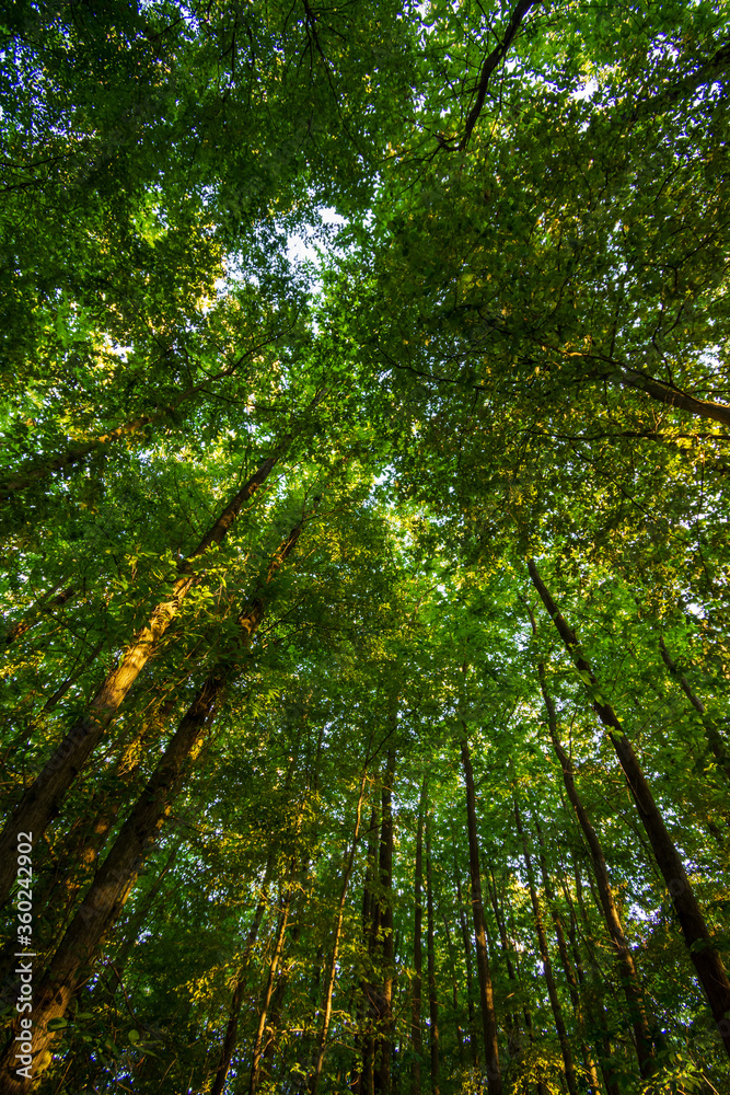 Fototapeta premium Paysage vertical de la cime des arbres, plafond vert de la forêt en contre-plongée, Bois de Meudon, Clamart, France