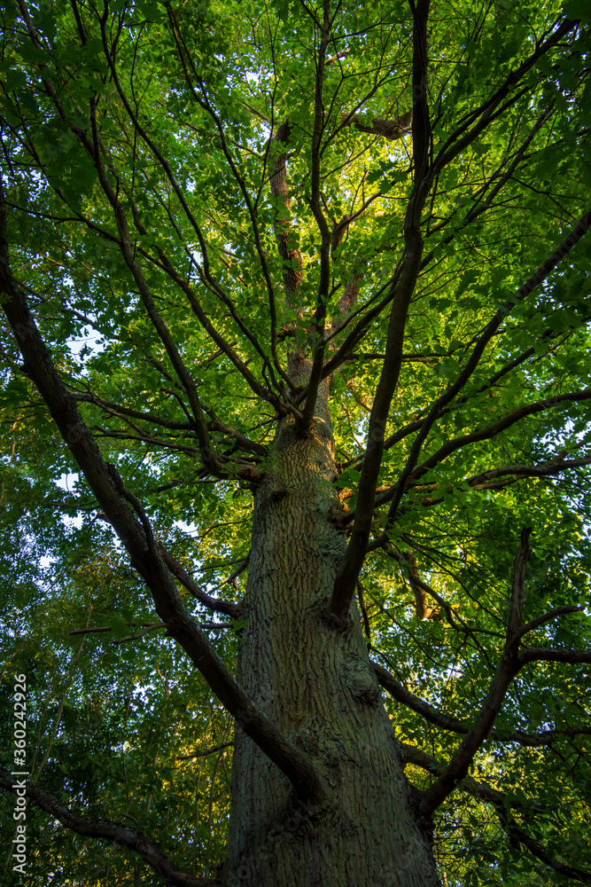 Chêne centenaire dans la forêt de Meudon, Clamart, France. Concept de force, de solidité et d'enracinement
