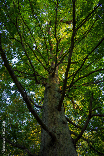 Chêne centenaire dans la forêt de Meudon, Clamart, France. Concept de force, de solidité et d'enracinement